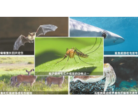這些動物，天生擁有"紅外熱成像"技能！