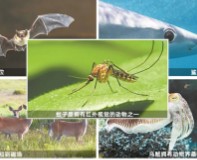 這些動物，天生擁有"紅外熱成像"技能！