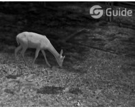 紅外世界里的“動物身份證”，高德智感AI算法重塑紅外動物追蹤